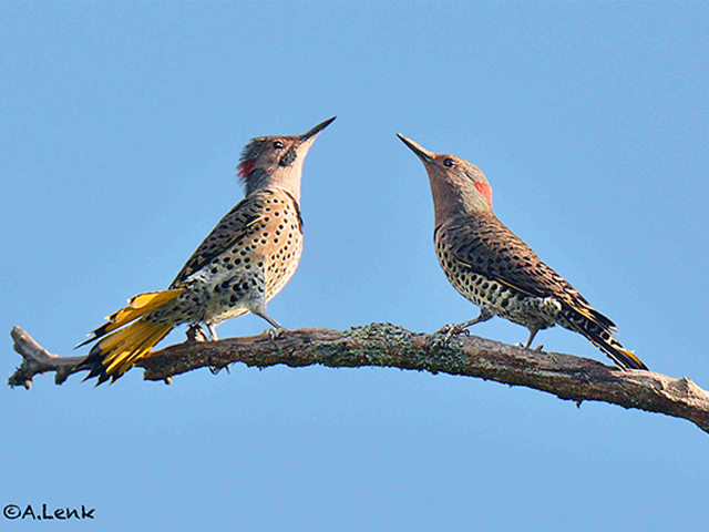 Northern Flickers Photo by Alan Lenk